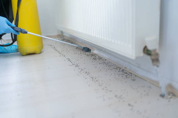 Best Pest Removal Services  in East Los Angeles, CA